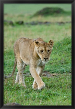 Framed Kenya: Masai Mara Game Reserve, Mara Conservancy, Lion Print