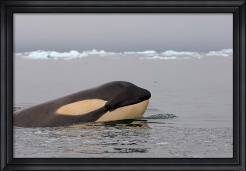 Framed Killer whale, Western Antarctic Peninsula Print