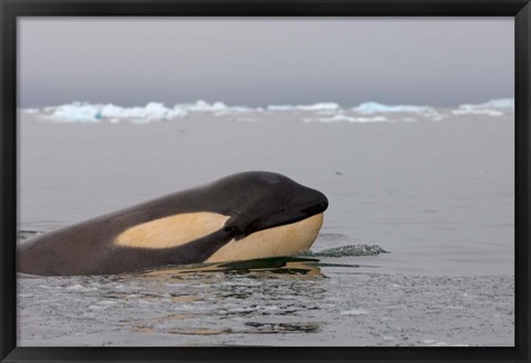 Framed Killer whale, Western Antarctic Peninsula Print