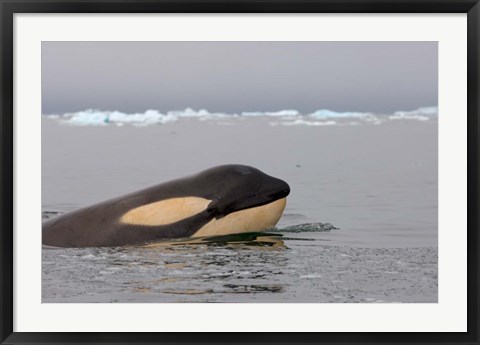 Framed Killer whale, Western Antarctic Peninsula Print