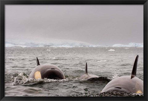 Framed Killer whales pod, western Antarctic Peninsula Print