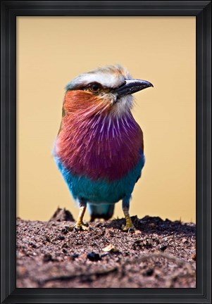 Framed Lilac-Breasted Roller, Maasai Mara, Kenya Print