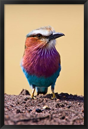 Framed Lilac-Breasted Roller, Maasai Mara, Kenya Print