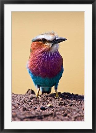 Framed Lilac-Breasted Roller, Maasai Mara, Kenya Print