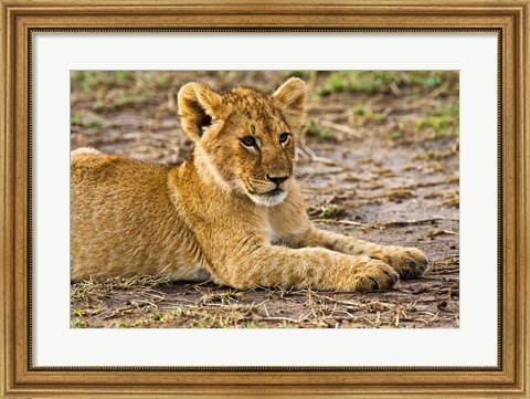Framed Lion Cub Laying in the Bush, Maasai Mara, Kenya Print