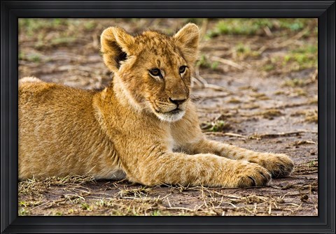 Framed Lion Cub Laying in the Bush, Maasai Mara, Kenya Print
