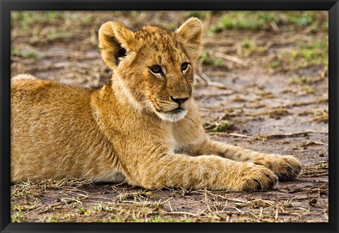 Framed Lion Cub Laying in the Bush, Maasai Mara, Kenya Print