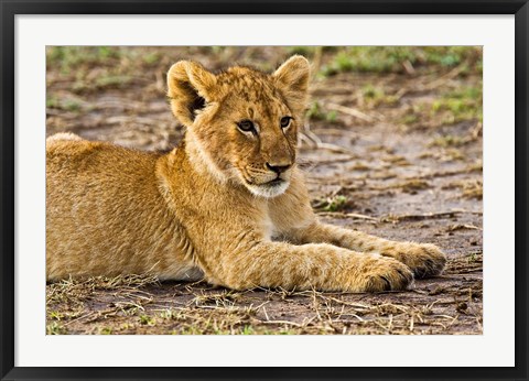 Framed Lion Cub Laying in the Bush, Maasai Mara, Kenya Print