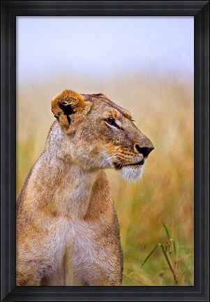 Framed Lion Sitting in the High Grass, Maasai Mara, Kenya Print