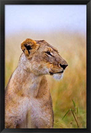 Framed Lion Sitting in the High Grass, Maasai Mara, Kenya Print