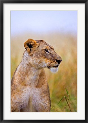 Framed Lion Sitting in the High Grass, Maasai Mara, Kenya Print