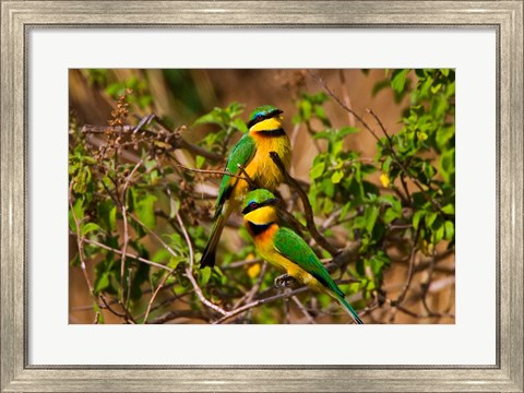 Framed Little Bee-eater tropical bird, Maasai Mara, Kenya Print