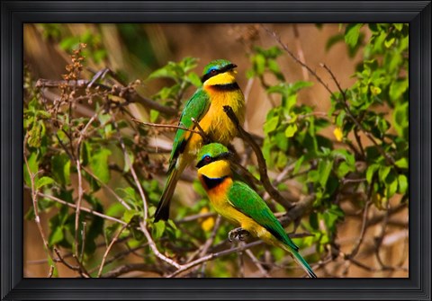 Framed Little Bee-eater tropical bird, Maasai Mara, Kenya Print