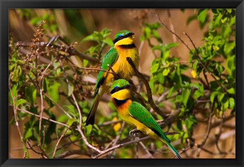 Framed Little Bee-eater tropical bird, Maasai Mara, Kenya Print