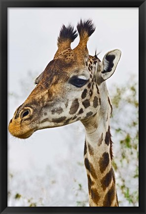 Framed Maasai Giraffe Feeding, Maasai Mara, Kenya Print