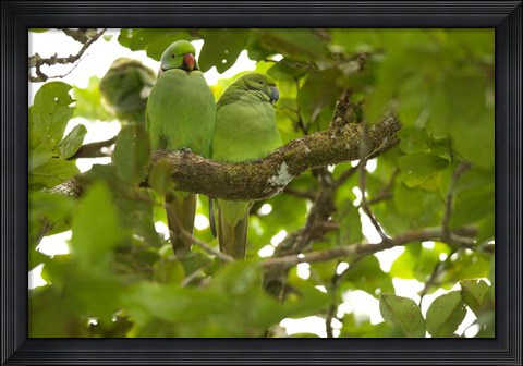 Framed Mauritius, Black River Gorges, Parakeet tropical bird Print