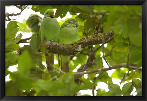 Framed Mauritius, Black River Gorges, Parakeet tropical bird Print