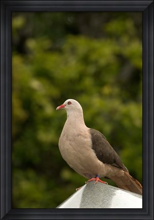 Framed Mauritius, Black River Gorges, Pink pigeon bird Print