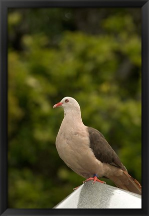 Framed Mauritius, Black River Gorges, Pink pigeon bird Print