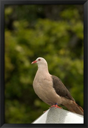 Framed Mauritius, Black River Gorges, Pink pigeon bird Print