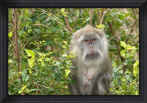 Framed Mauritius, Grand Bassin, Macaque monkey, Hindu site Print