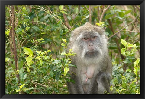 Framed Mauritius, Grand Bassin, Macaque monkey, Hindu site Print