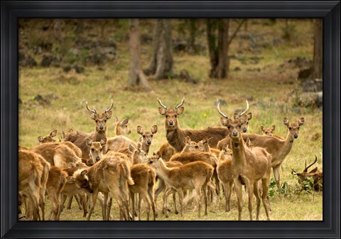 Framed Mauritius, Java deer wildlife Print