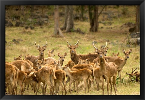 Framed Mauritius, Java deer wildlife Print