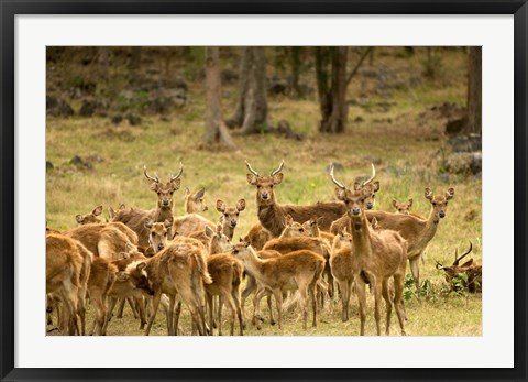 Framed Mauritius, Java deer wildlife Print