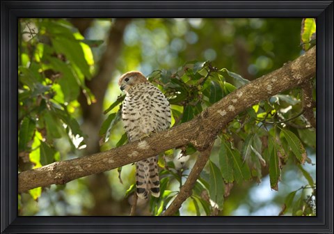 Framed Mauritius, Kestrel bird Print