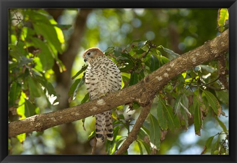 Framed Mauritius, Kestrel bird Print