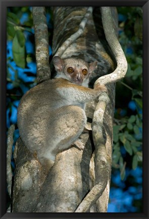 Framed Milne-Edwards Sportive Lemur, Madagascar Print
