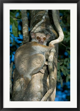 Framed Milne-Edwards Sportive Lemur, Madagascar Print