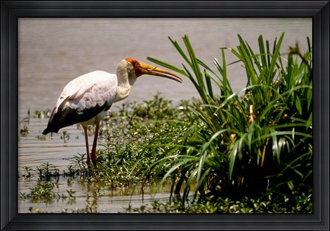 Framed Kenya. Masai Mara, Yellowbilled stork bird Print
