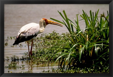 Framed Kenya. Masai Mara, Yellowbilled stork bird Print