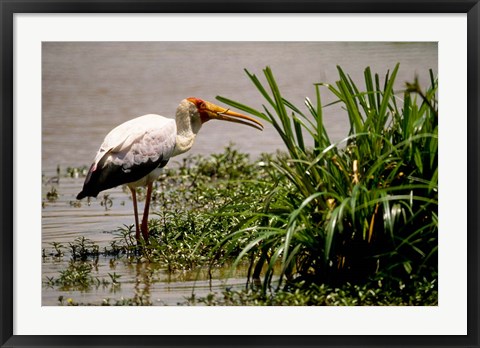 Framed Kenya. Masai Mara, Yellowbilled stork bird Print