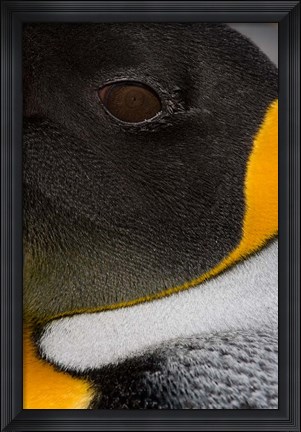 Framed King Penguin, Right Whale Bay, South Georgia Island, Antarctica Print