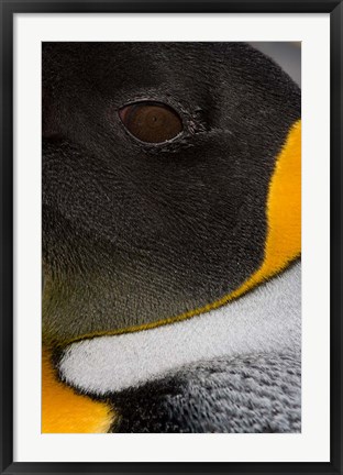 Framed King Penguin, Right Whale Bay, South Georgia Island, Antarctica Print