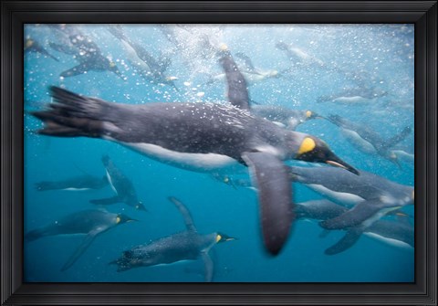Framed King Penguins Swimming in Right Whale Bay, South Georgia Island, Sub-Antarctica Print