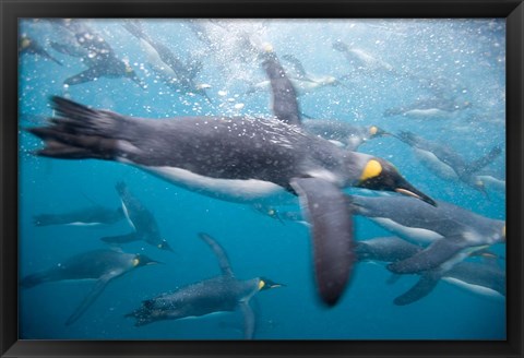 Framed King Penguins Swimming in Right Whale Bay, South Georgia Island, Sub-Antarctica Print