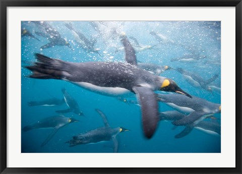 Framed King Penguins Swimming in Right Whale Bay, South Georgia Island, Sub-Antarctica Print