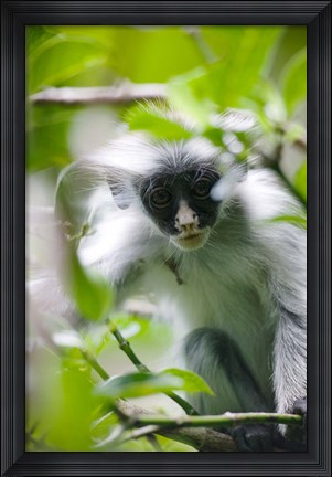 Framed Juvenile Kirk&#39;s Red Colobus Monkey, Jozani Forest, Chwaka Bay National Park, Zanzibar, Tanzania Print
