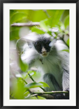 Framed Juvenile Kirk&#39;s Red Colobus Monkey, Jozani Forest, Chwaka Bay National Park, Zanzibar, Tanzania Print