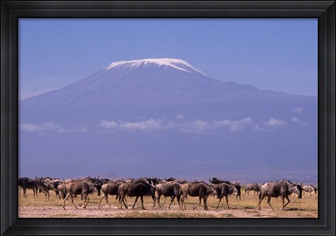 Framed Kenya: Amboseli NP, wildebeest wildlife, Mt Kilimanjaro Print
