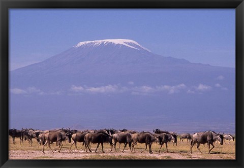 Framed Kenya: Amboseli NP, wildebeest wildlife, Mt Kilimanjaro Print