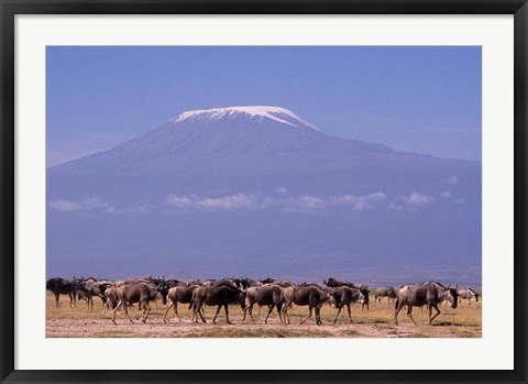 Framed Kenya: Amboseli NP, wildebeest wildlife, Mt Kilimanjaro Print