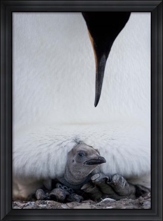 Framed King Penguin Chick Resting in Mother&#39;s Brood Pouch, Right Whale Bay, South Georgia Island, Antarctica Print