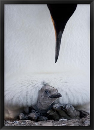 Framed King Penguin Chick Resting in Mother&#39;s Brood Pouch, Right Whale Bay, South Georgia Island, Antarctica Print