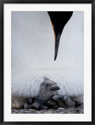 Framed King Penguin Chick Resting in Mother&#39;s Brood Pouch, Right Whale Bay, South Georgia Island, Antarctica Print