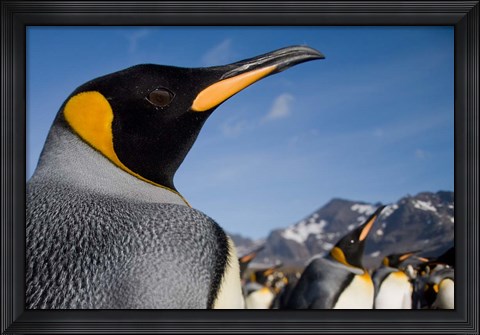 Framed King Penguins Along Shoreline in Massive Rookery, Saint Andrews Bay, South Georgia Island, Sub-Antarctica Print